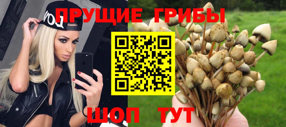 Галлюциногенные грибы Psilocybine cubensis  Вход с VPN  Зеленогорск 
